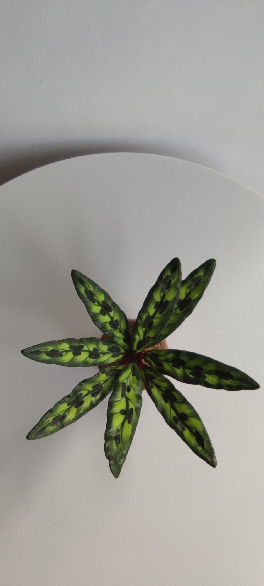 Растение из полимерной глины для кукольного домика